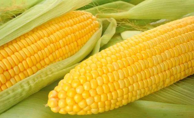 黑龙江|引领地标高质量发展 | 黑龙江糯玉米：粒粒“金黄”铺就“黄金”大道