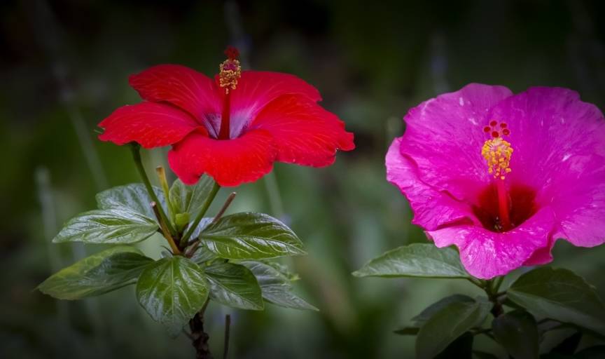 芳华 渐逝 却未远去 百年记忆的碧色寨为何再度火爆 蒙自