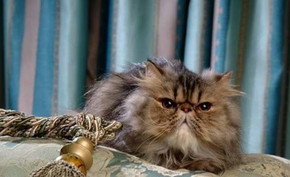 猫咪有着“猫中贵族”之称的波斯猫，为什么越来越少人养？