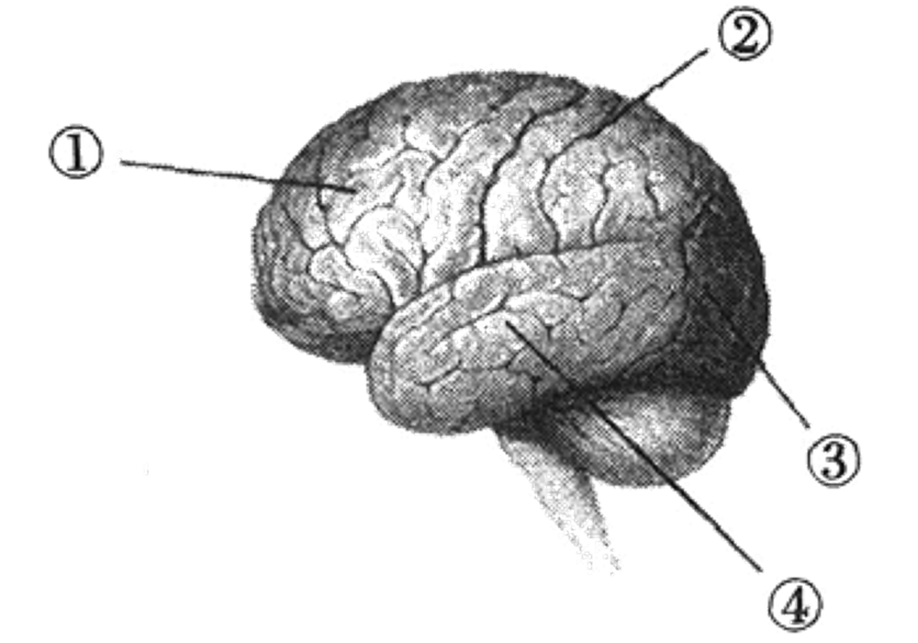 3,下圖為大腦半球分區結構圖,其中①②③④四個區域分別代表的是( ).