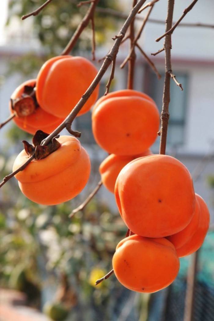 金钱柿子 果胶也是金钱狮子中最重要的营养成分,这是一种水溶性纤维