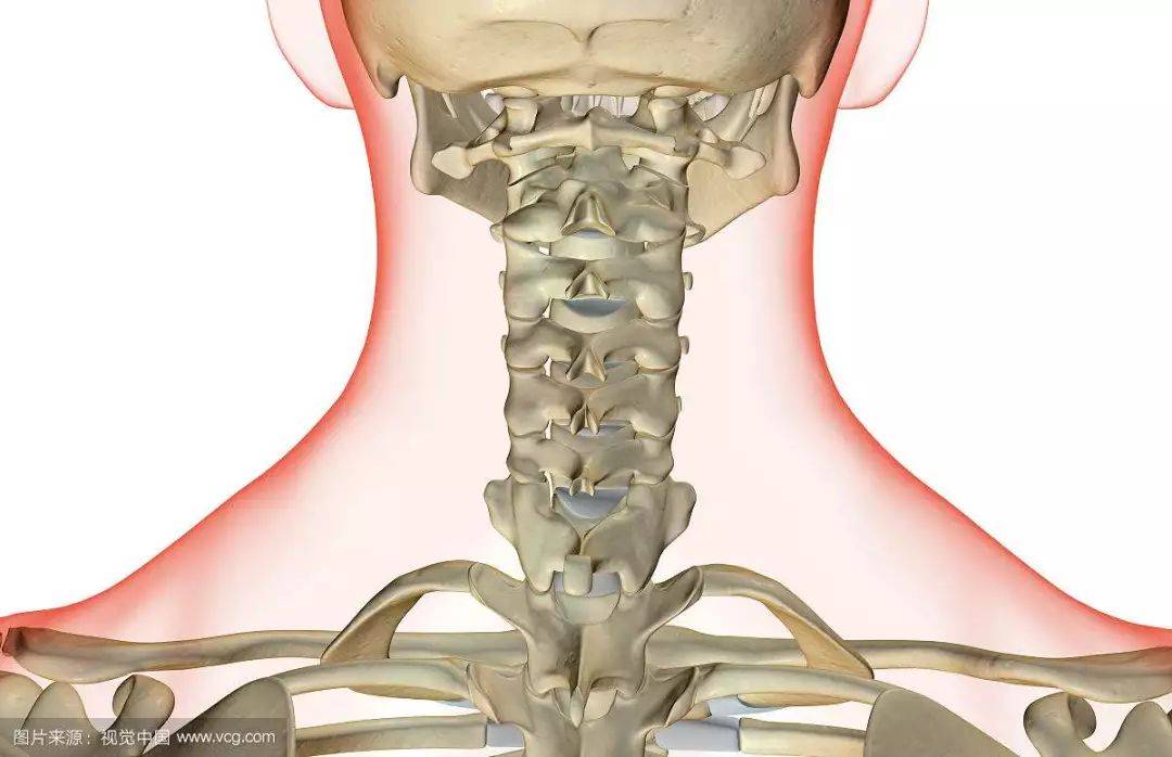 第二颈椎位置图片