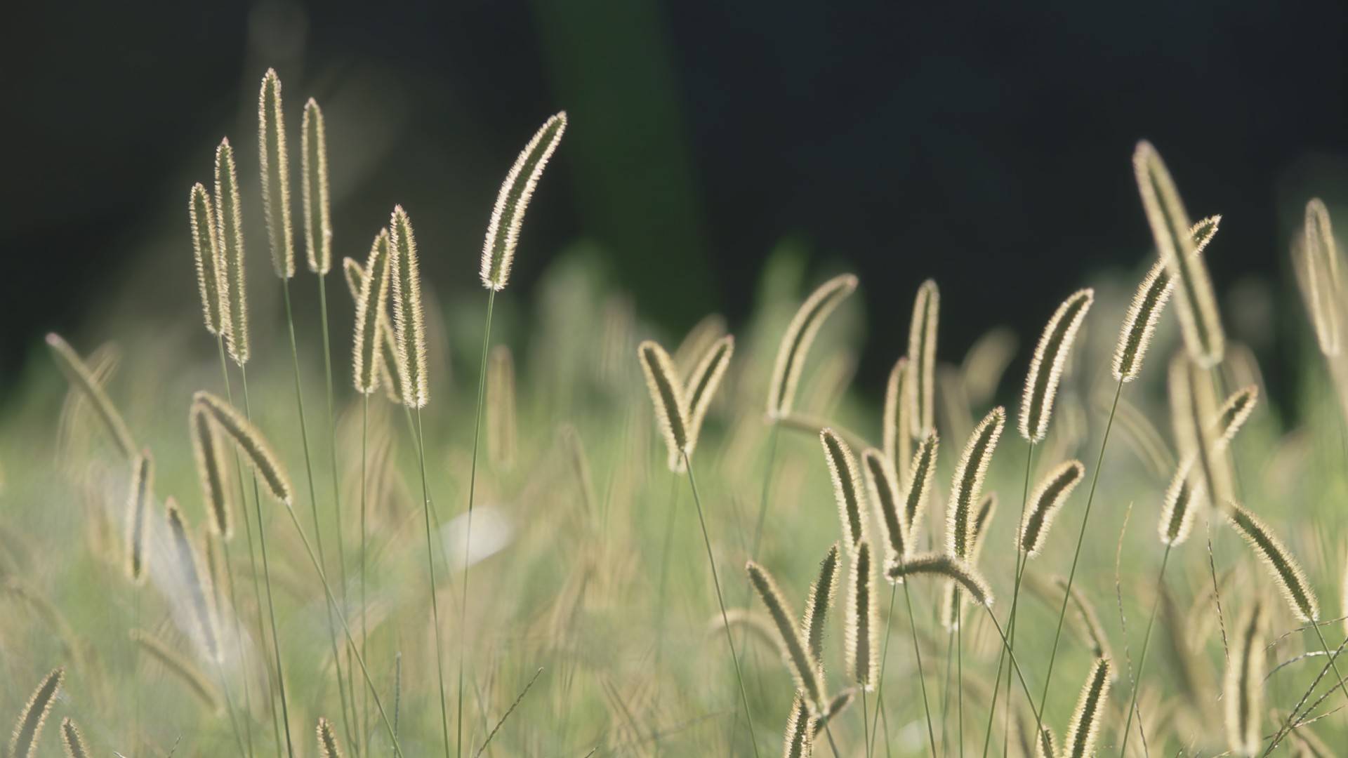 原创很好骗的生肖,几句好话,几句夸赞就会让其神魂颠倒