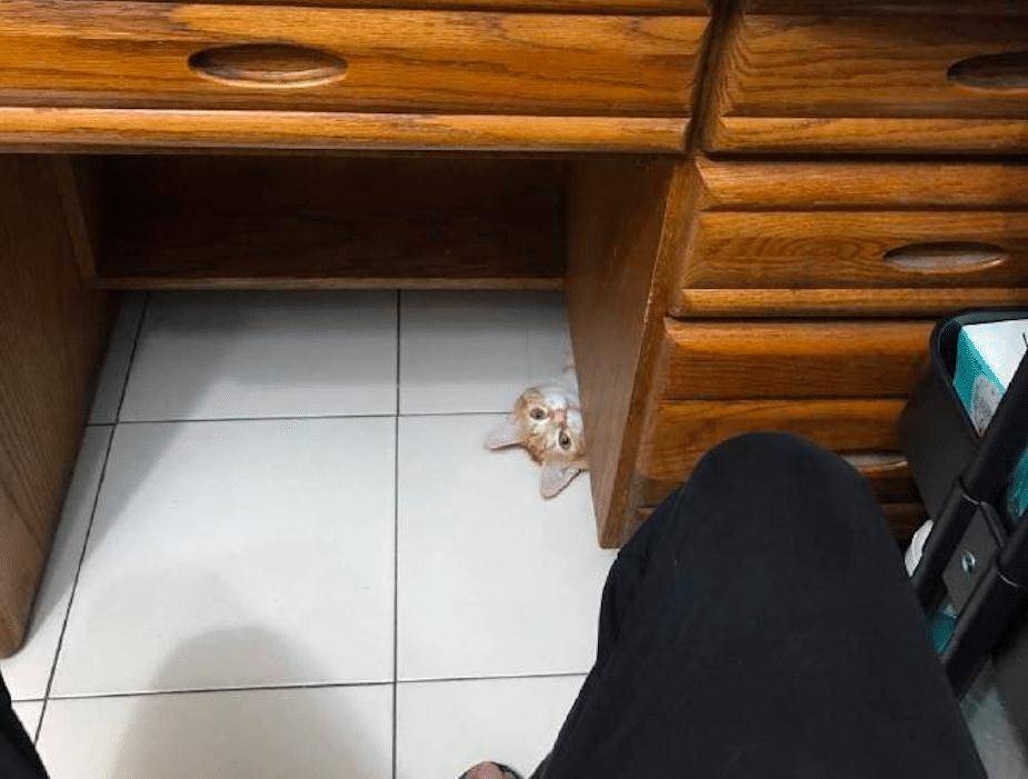 原创网友一打开电脑就看到猫躲在桌子底下露出头盯着它心里好发虚