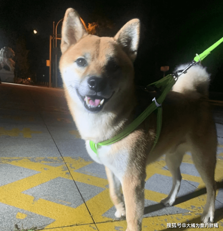 柴犬受伤柴犬流浪街头，走丢5天后，主人却被蒙在鼓里，家人没告诉他