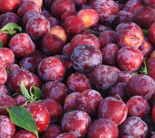 紫翡翠李子甜度是多少?品种有何特点?_胡萝卜
