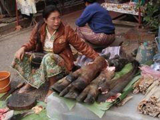 老挝菜市场“不一般”，遇到各种“小生物”，蛇肉算是小意思啦