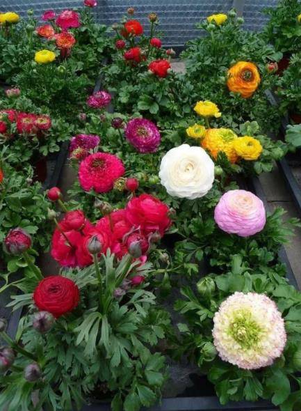 此花花型似牡丹 比牡丹好养 寓意美好惹人爱 用作切花没接了 种球