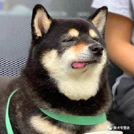 柴犬的颜色选择 赤柴黑柴还是白柴 比赛 太阳信息网