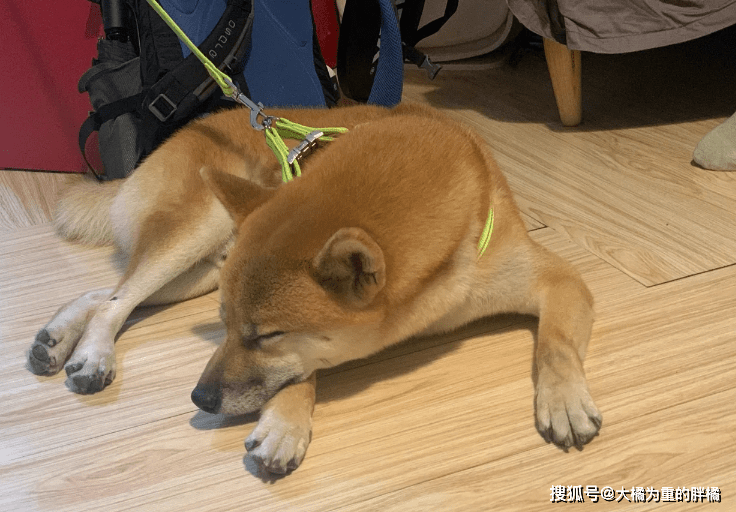 柴犬受伤柴犬流浪街头，走丢5天后，主人却被蒙在鼓里，家人没告诉他