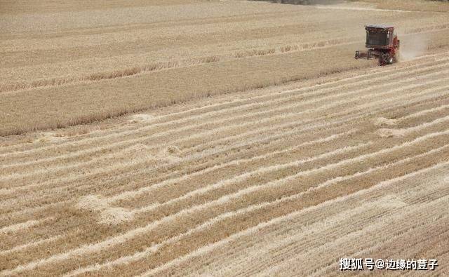 中国为什么进口小麦 fb7dcc0b03cb4b9ba44fb20f394b5de2.jpeg