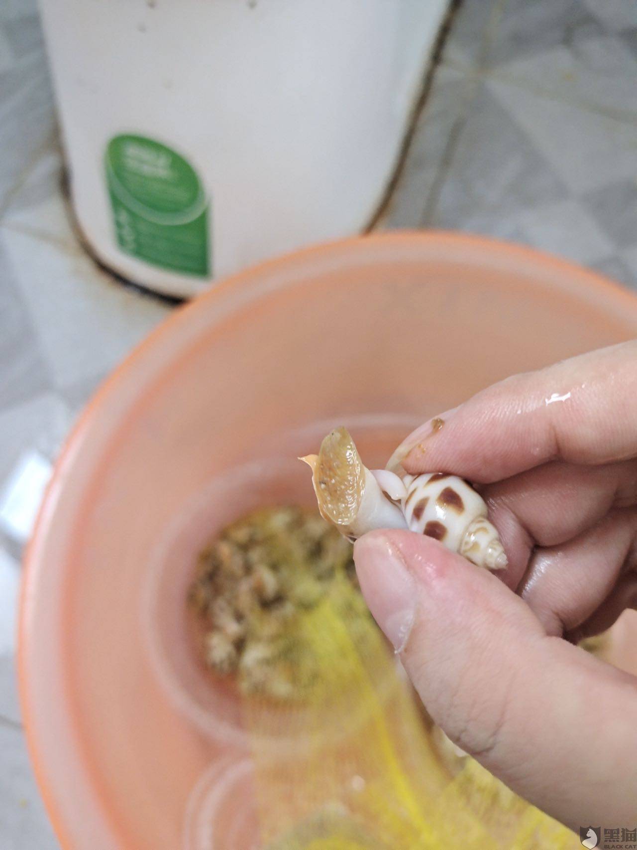 活花螺变死花螺?朴朴超市生鲜不"鲜"?