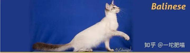 因为如何做猫舍│猫品种的选择