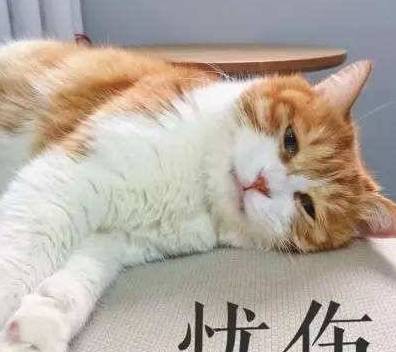 1e478db5d96a4c438fc75250e3274ab1.jpeg