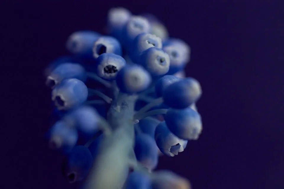 消费者一直都很善变,智能投影仪撑不起极米科技的高股价-家电圈官网