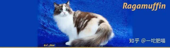 因为如何做猫舍│猫品种的选择
