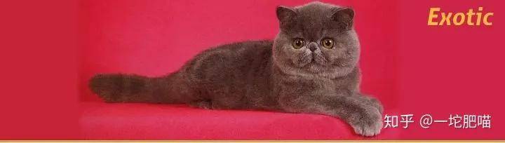 因为如何做猫舍│猫品种的选择