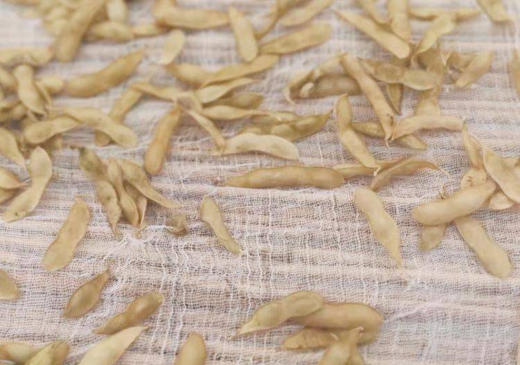 毛豆干|每年秋季,我家总会晒一篮它,香糯又劲道,当零食随吃随取,贼香