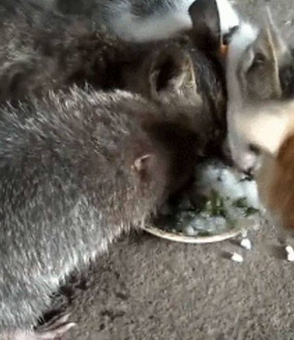 体型网友上山带回一只竹鼠养，谁想几个月后，竹鼠成功打入猫咪内部