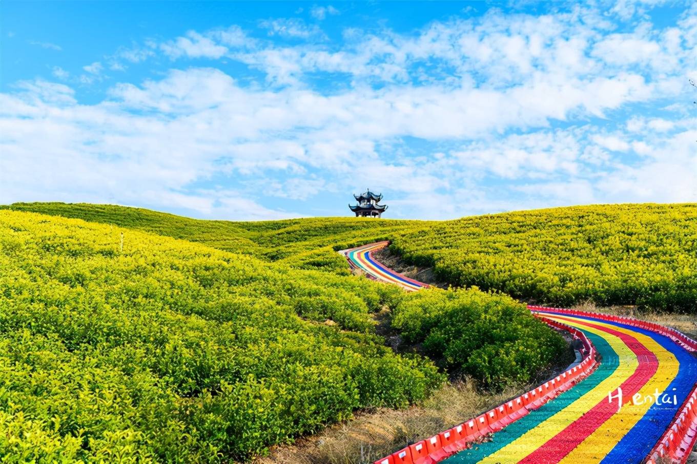安徽的冬天并不明显,冬日茶田黄灿灿的,像是春天的风景_郎溪县