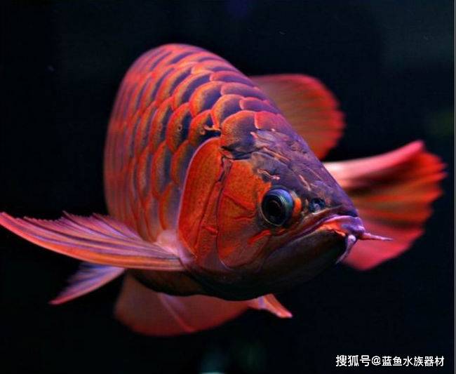 1,紅龍魚的體形必須勻稱,從上而下看,魚脊柱不彎