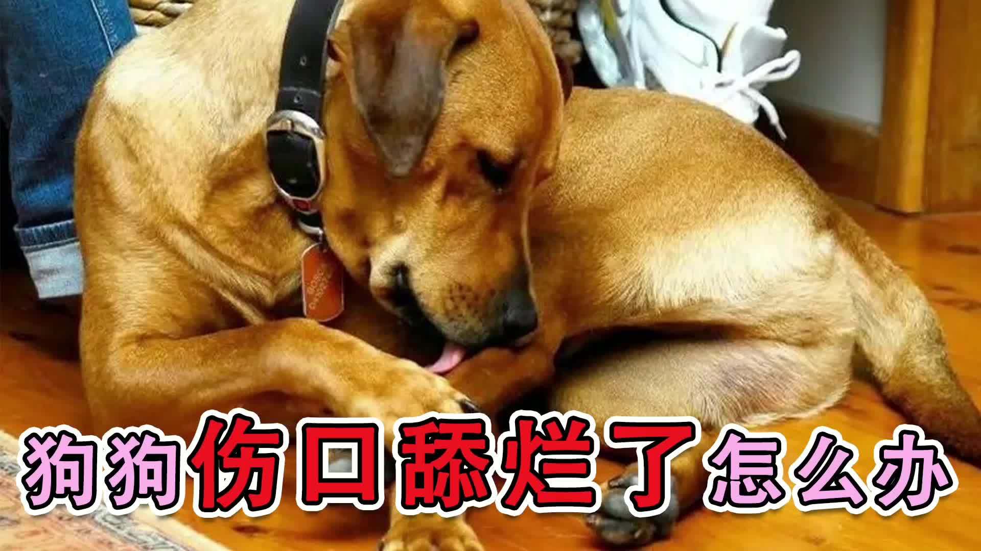 狗狗伤口舔烂了怎么办