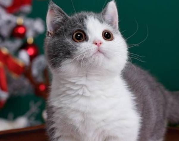 肥肥的猫是什么品种 f7d7c2ef49004c06a947340979f467db.jpeg