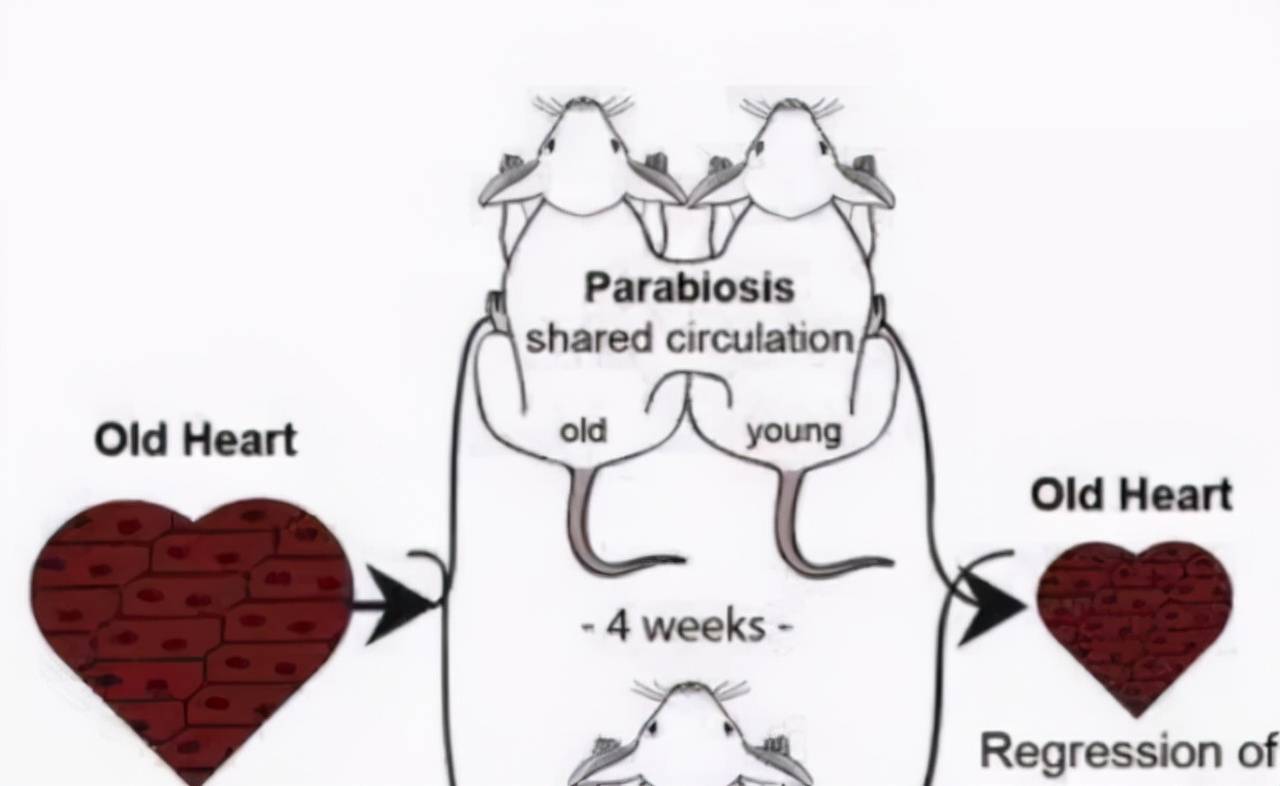 血液|富豪换血实验被超越？《Aging》： 年轻细胞可逆转老年造血功能