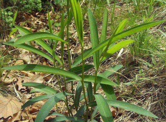 农村常吃的4种野菜,清热解毒,疏肝解郁,难怪老人都长寿!