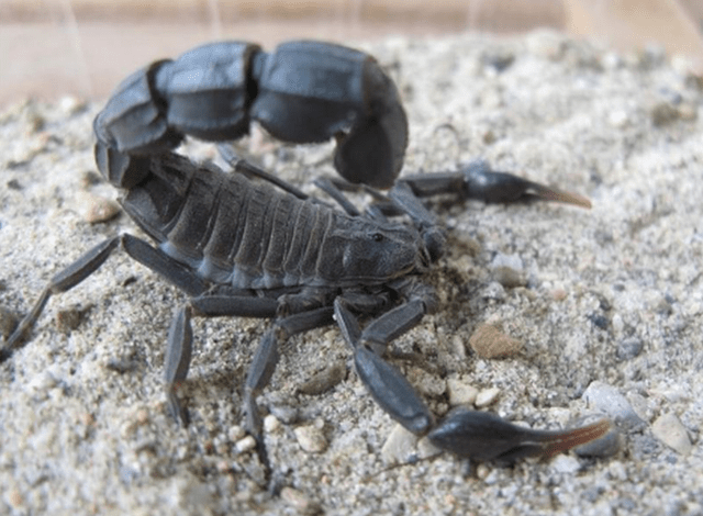 北非黑肥尾蝎有多毒?_蝎子