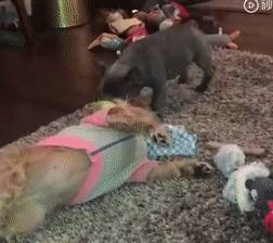 玩具嫉妒使狗狗面目全非！