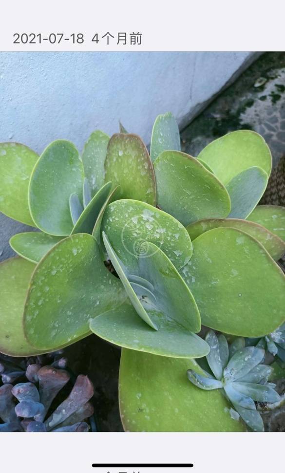 唐印的养护攻略!如何养殖?掌握这几步骤,秒变大神!