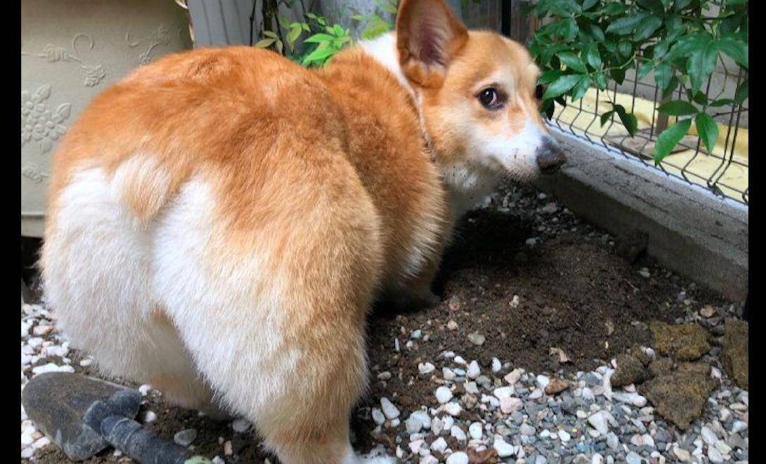 挖土狗狗在院子里挖洞，爪子鼻子上全都是土，名不虚传的挖土基呀