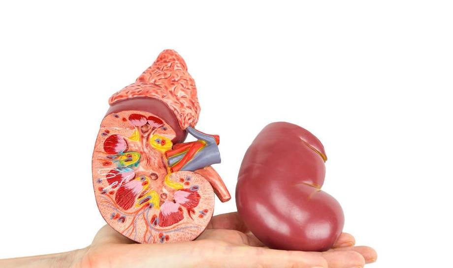 功效|防治肾结石，可多吃核桃等5种食物有益处