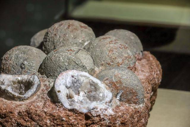 世界上收藏恐龙蛋数量最多的博物馆,竟在广东,入选吉尼斯纪录