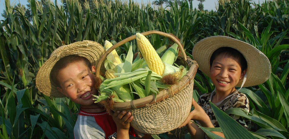 方法|保存玉米很簡單，教你正確方法，玉米久放依舊新鮮，味道好吃如初