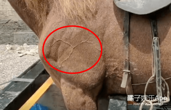 什么|马戴美瞳画眼线？太子妃升职记的马后期合成，骑马戏都是这么拍？！