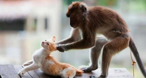 调皮猴子总是欺负猫咪，但这次碰上了对手，看喵大爷怎么收拾猴子