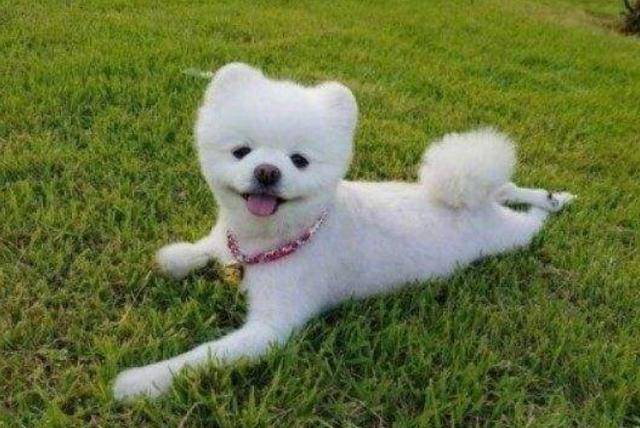 适合家里养的狗博美 946ec7adea424ac1ab5deffe06cd8ec0.jpeg