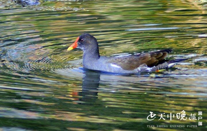 11月19日,全媒體記者在開源湖公園開源湖中拍到一群野生紅嘴野鴨子