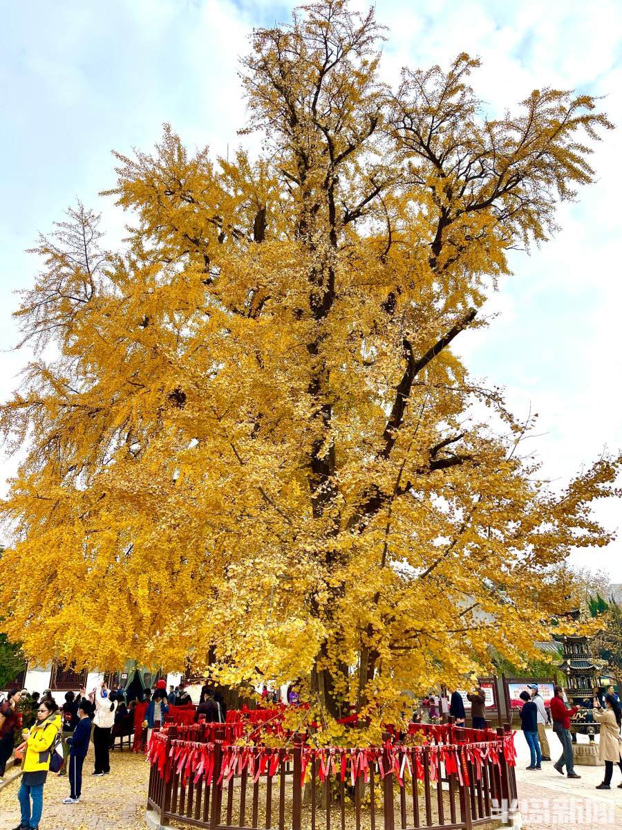 1600岁银杏树披“金甲”，惊艳了时光！