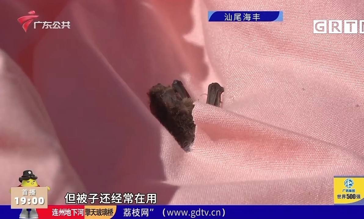 钱想|想钱想疯了？孩子棉被已用三年，才发现风干的蝙蝠，男子向幼儿园索赔两万元