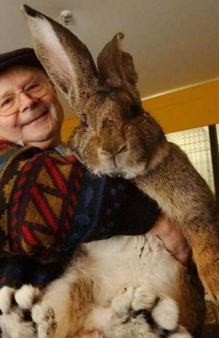 原创四川人1年吃掉近3亿只兔！澳大利亚近百亿只兔，吃也解决不了？