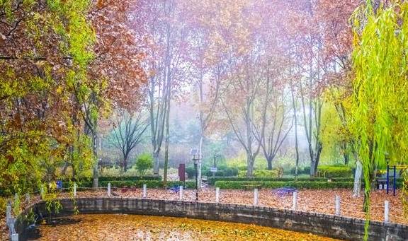浓妆艳抹——深秋雨中的晋州魏征公园