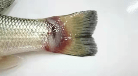 加州鲈虹彩病毒养鱼路上的拦路虎如何有效防治