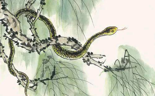 蛇是怎么生小蛇 1aea0bfbb2df444380faa2bd937b4884.jpeg