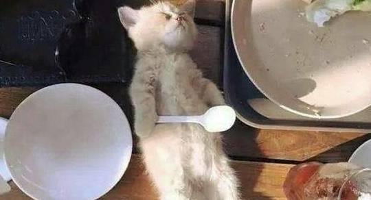 小奶猫吃饱后躺餐桌睡觉,一群人围观拍照,四脚朝天的模样太萌了 小奶猫吃饱后躺餐桌睡觉,一群人围观拍照,四脚朝天的模样太萌了