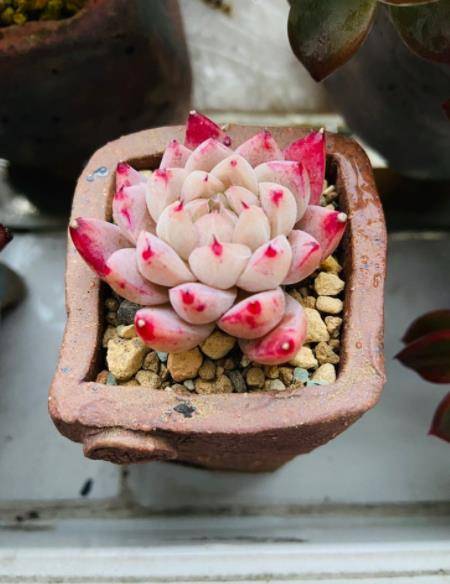 多肉西施的叶片肥厚,所以想要长出好状态,我们主要是以控养的方法为主