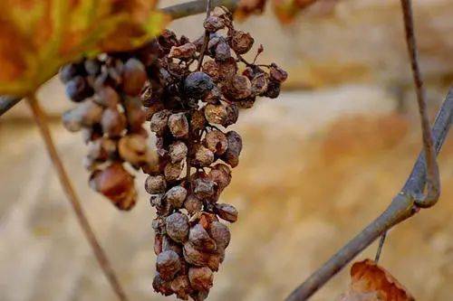 进行|苏玳贵腐甜白，这样的液体黄金谁不爱呢！