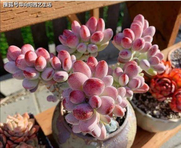 网上买多肉 带土的好 还是裸根的好 聪明人都选裸根的 花土